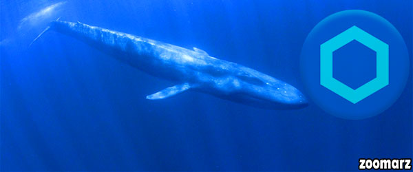 نهنگ های چین لینک تمایلی به نگهداری این رمز ارز ندارند