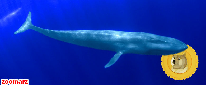 نهنگ ها شروع به خرید دوج کوین در کف قیمت کردند