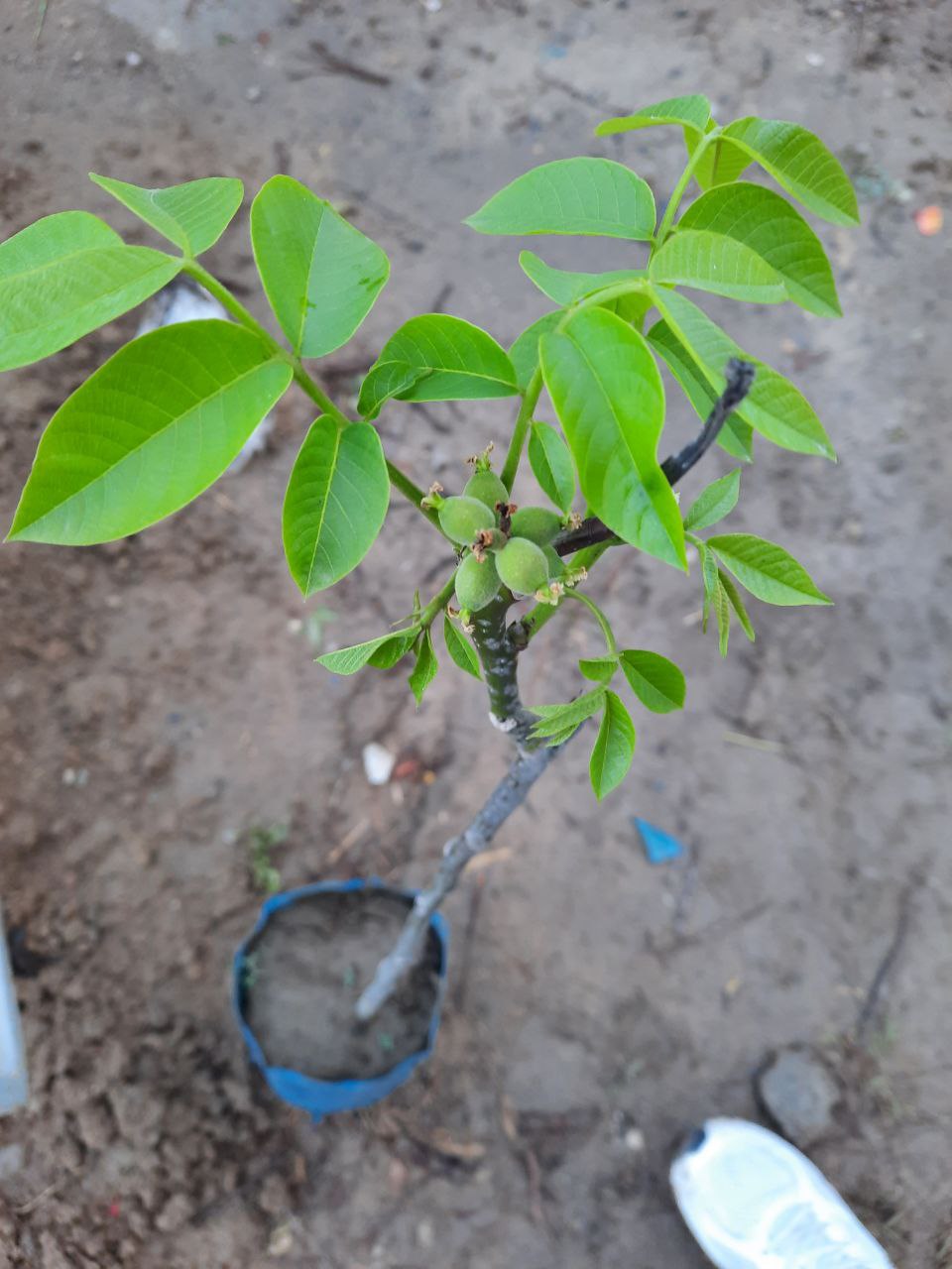 خرید انواع نهال گلدانی
