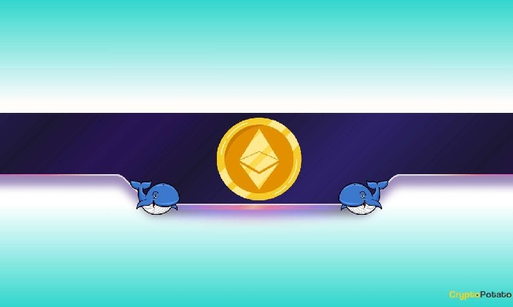 نهنگ‌ها در حال خرید ۲۲۰،۰۰۰ اتریوم؛ پیش‌بینی افزایش قیمت اتریوم در آینده نزدیک